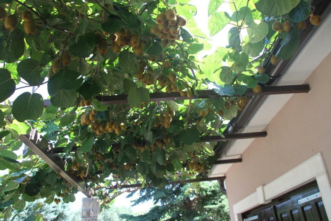 Premantura Olive Garden Villa Exterior photo